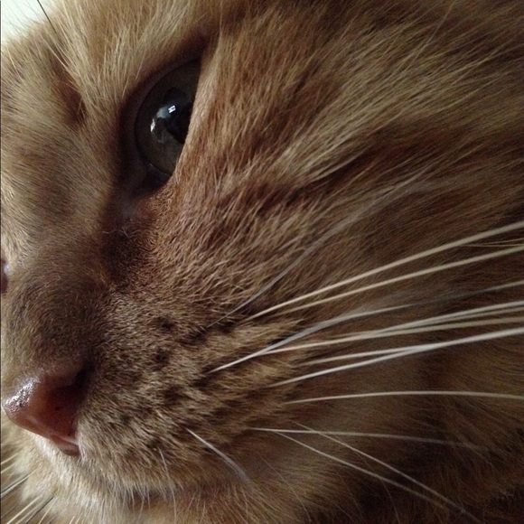 Meet your Posher - Picture 4 of 4